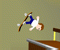 Pro Skater Pro Skater