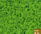 Four Leaf Clover Four Leaf Clover