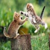 Cats Fight Jigsaw Cats Fight Jigsaw